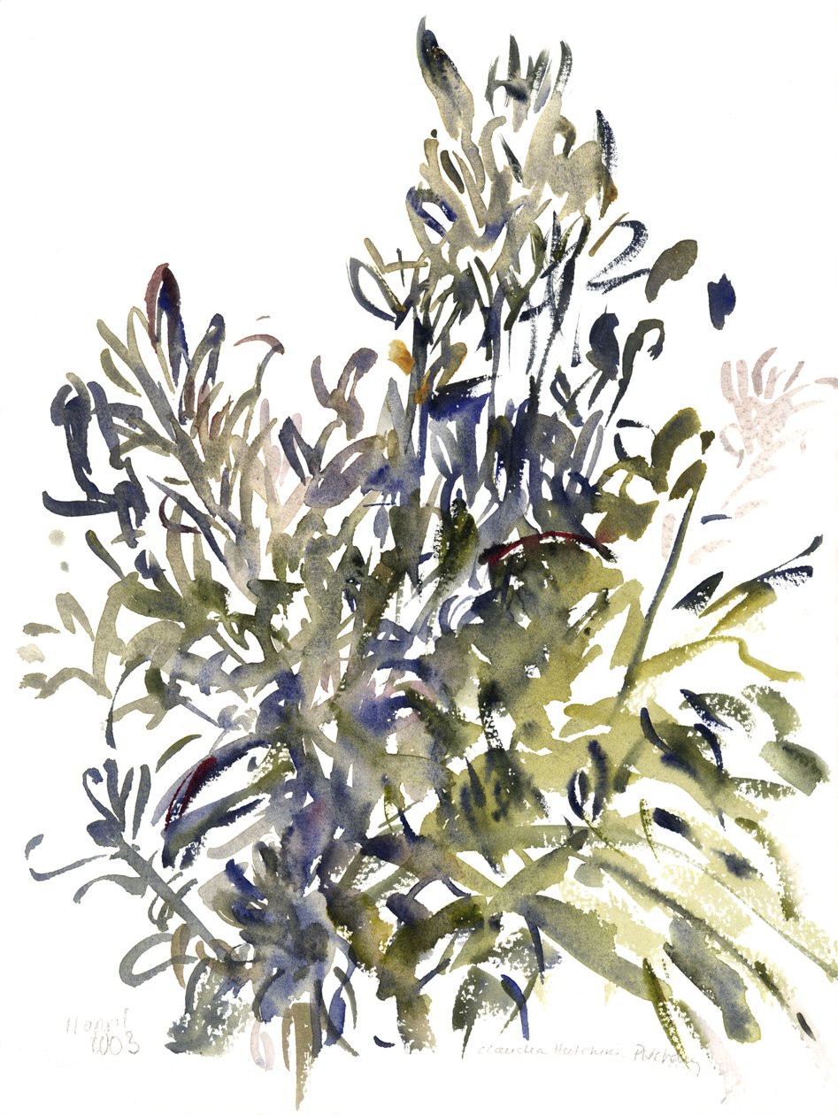 Senecio ونباتات أخرى ، 2003 (ألوان مائية) بواسطة كلوديا هاتشينس بوتشافي