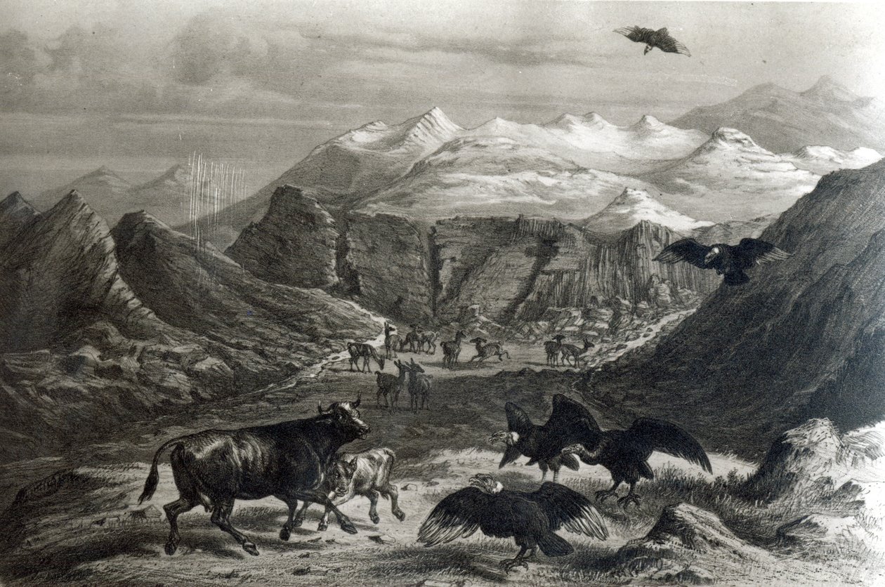 مهاجمة العجل من قبل الكندور ، من "هيستوريا دي تشيلي" التي رسمها إف لينرت ، 1834 صورة) بواسطة كلاوديو جاي