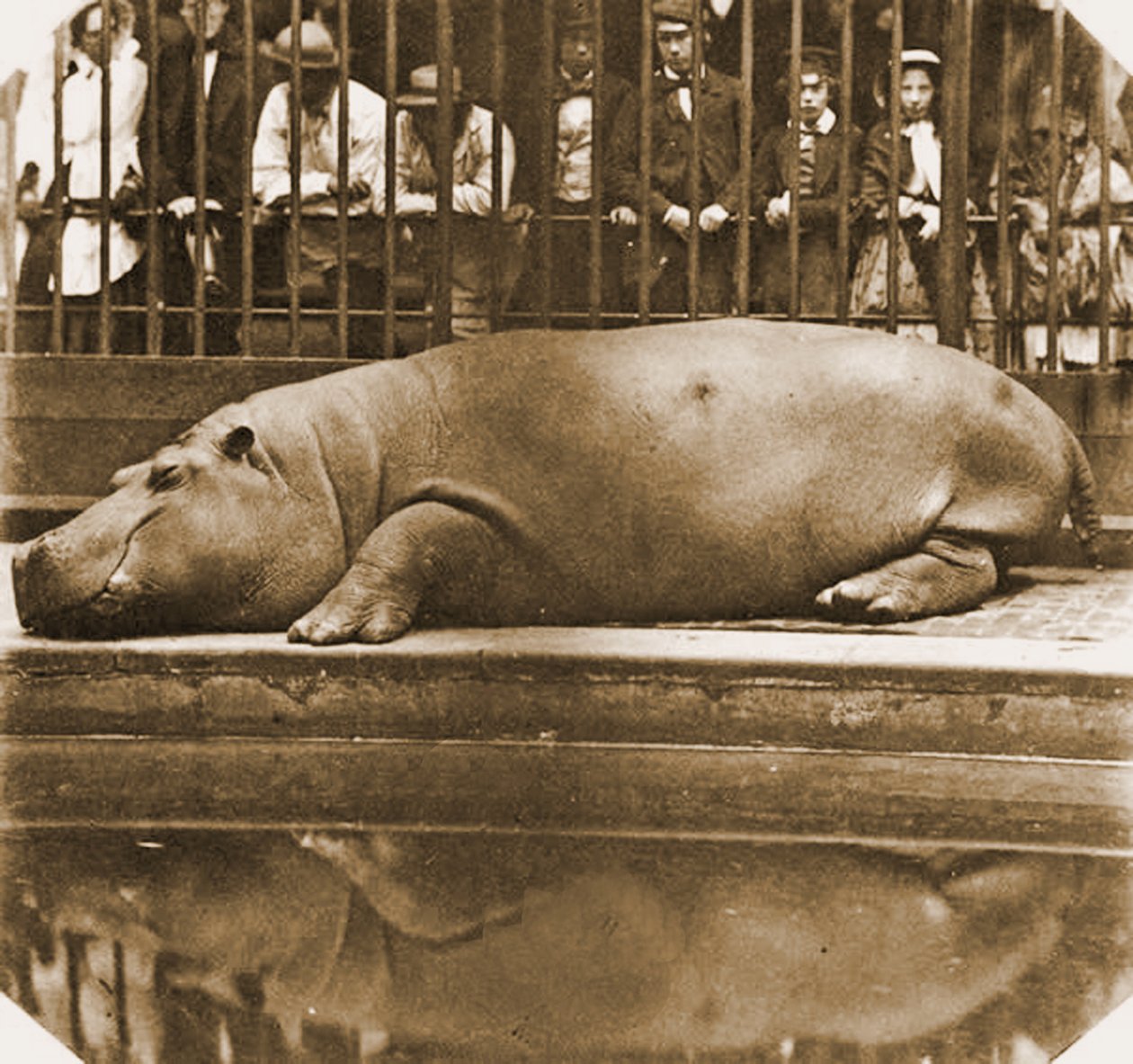 Obaysch the Hippopotamus ، حديقة حيوان لندن ، 1852 (صورة بني داكن) بواسطة كونتي دي مونتيزون خوان