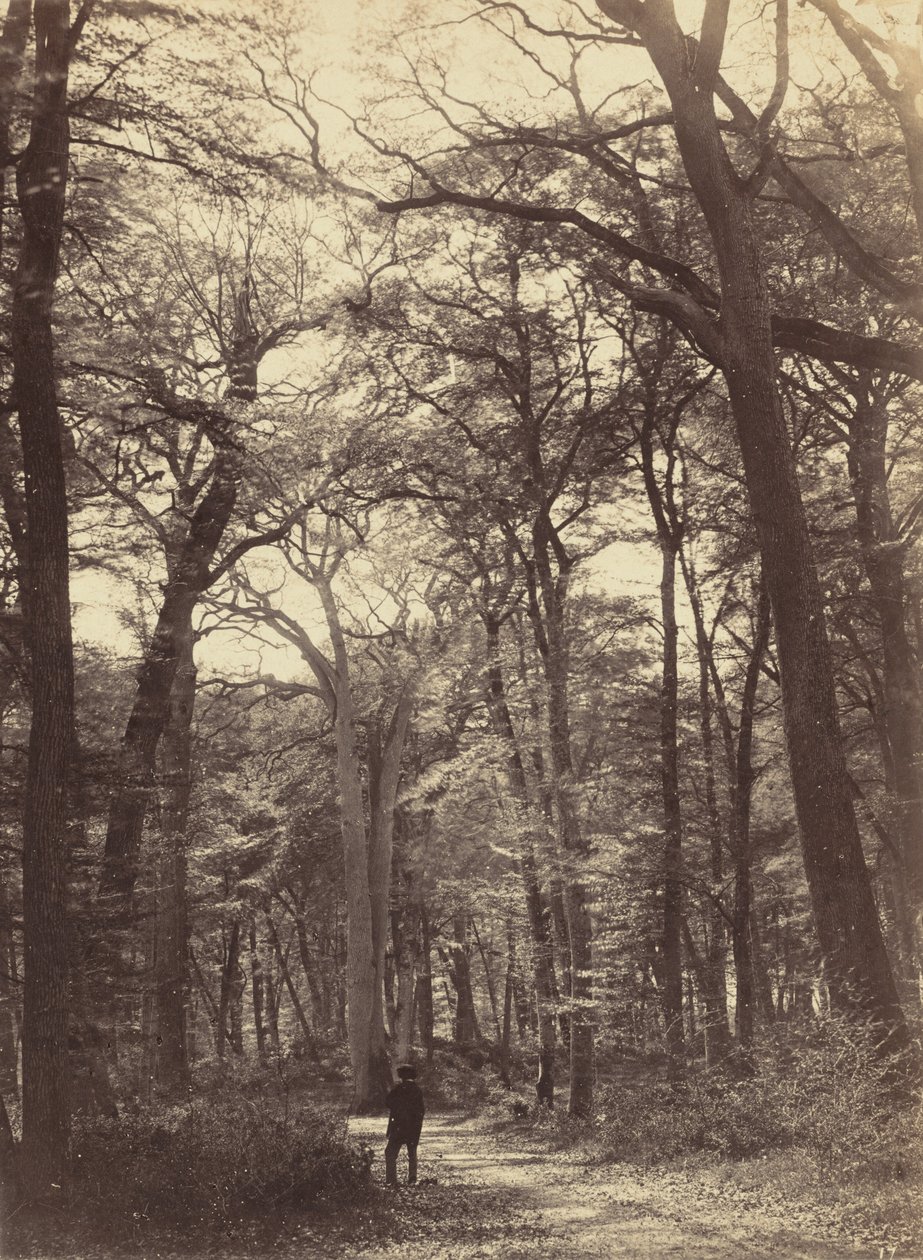 مشهد الغابة ، ج. 1865. بواسطة كونستانت الكسندر فامين