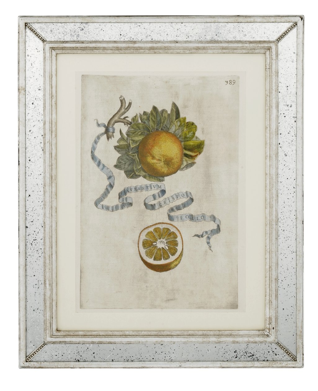 صفيحة برتقالية لولبية من الأوراق 389 من Hesperus ، أو استخدام كتب عن الديناميكا الحرارية Aureorum Culture and Quartet بقلم جيوفاني باتيستا فيراري بواسطة كورنيليس بلوميرت