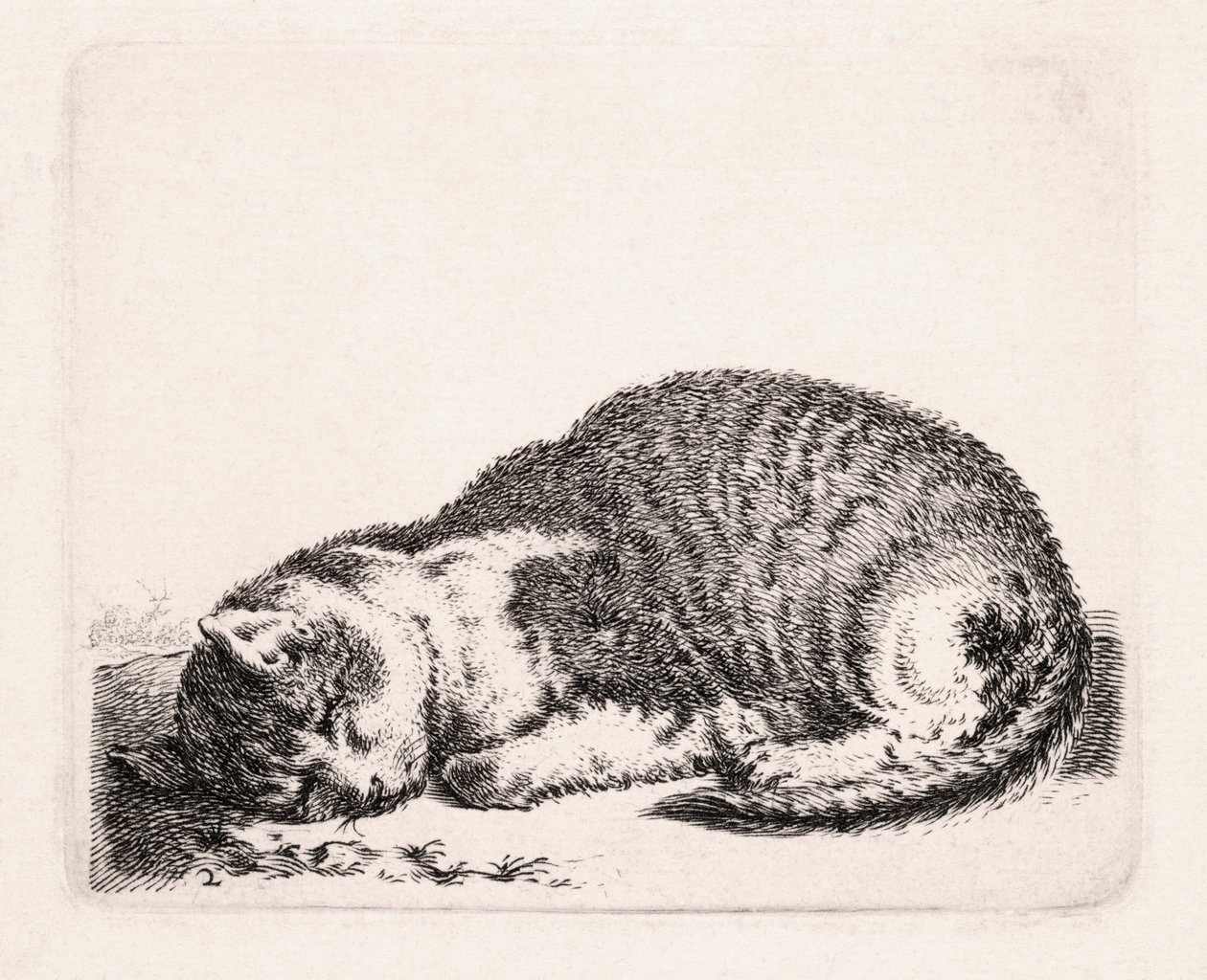 القط النائم ، c.1607-81 بواسطة كورنيليس سفتيلفين