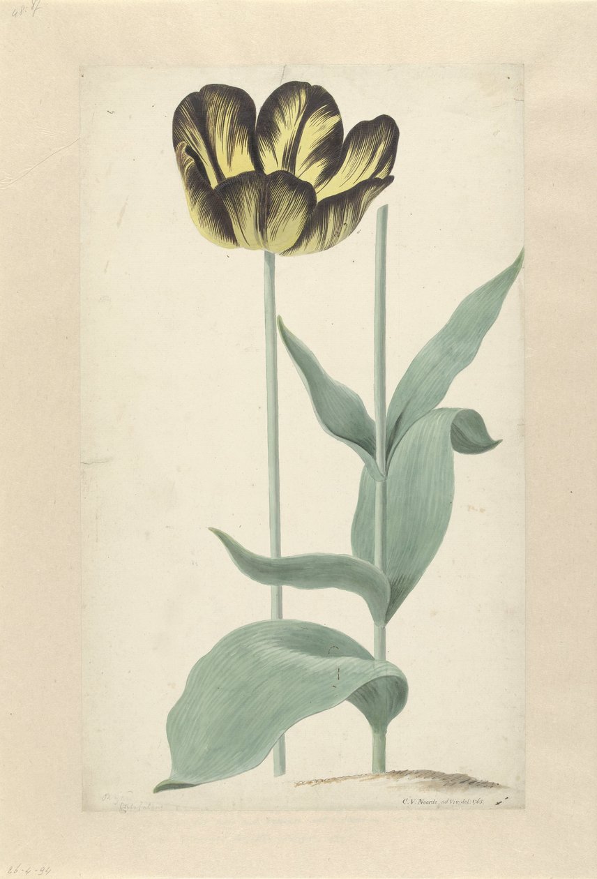 De tulp Bizard Catafalque Bizard Catafalque (العنوان على الكائن) بواسطة كورنيليس فان نورد