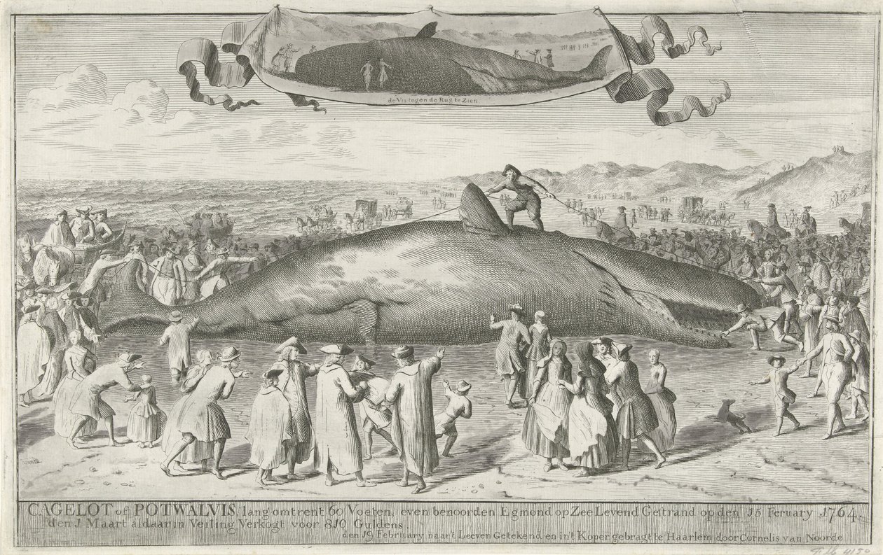 حوت العنبر تقطعت به السبل في Egmond aan Zee ، 1764 Cagelot أو Potwalvis ، بطول 60 قدمًا ، شمال Egmond op Zee Alive الذين تقطعت بهم السبل في الخامس عشر من شهر فبراير 1764. تم بيع الأول من مارس هناك في المزاد مقابل 810 Guldens (العنوان على الكائن) بواسطة كورنيليس فان نورد