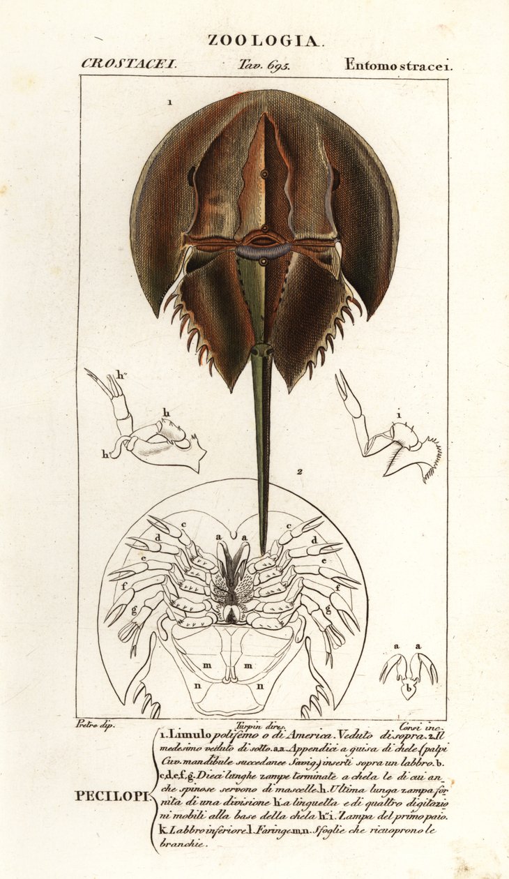 سلطعون حدوة الحصان الأطلسي ، Limulus polyphemus بواسطة كورسي كورسي