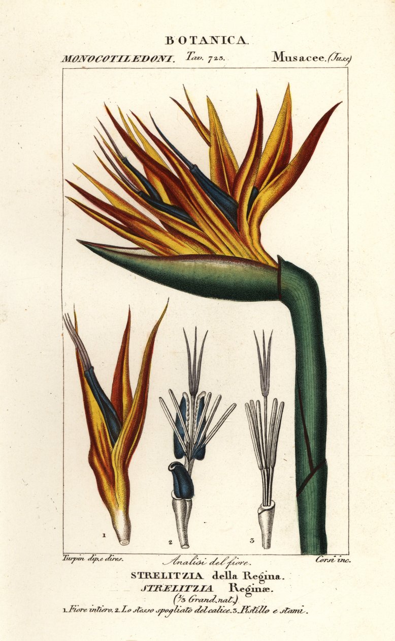 زهرة طائر الجنة ، Strelitzia reginae بواسطة كورسي كورسي