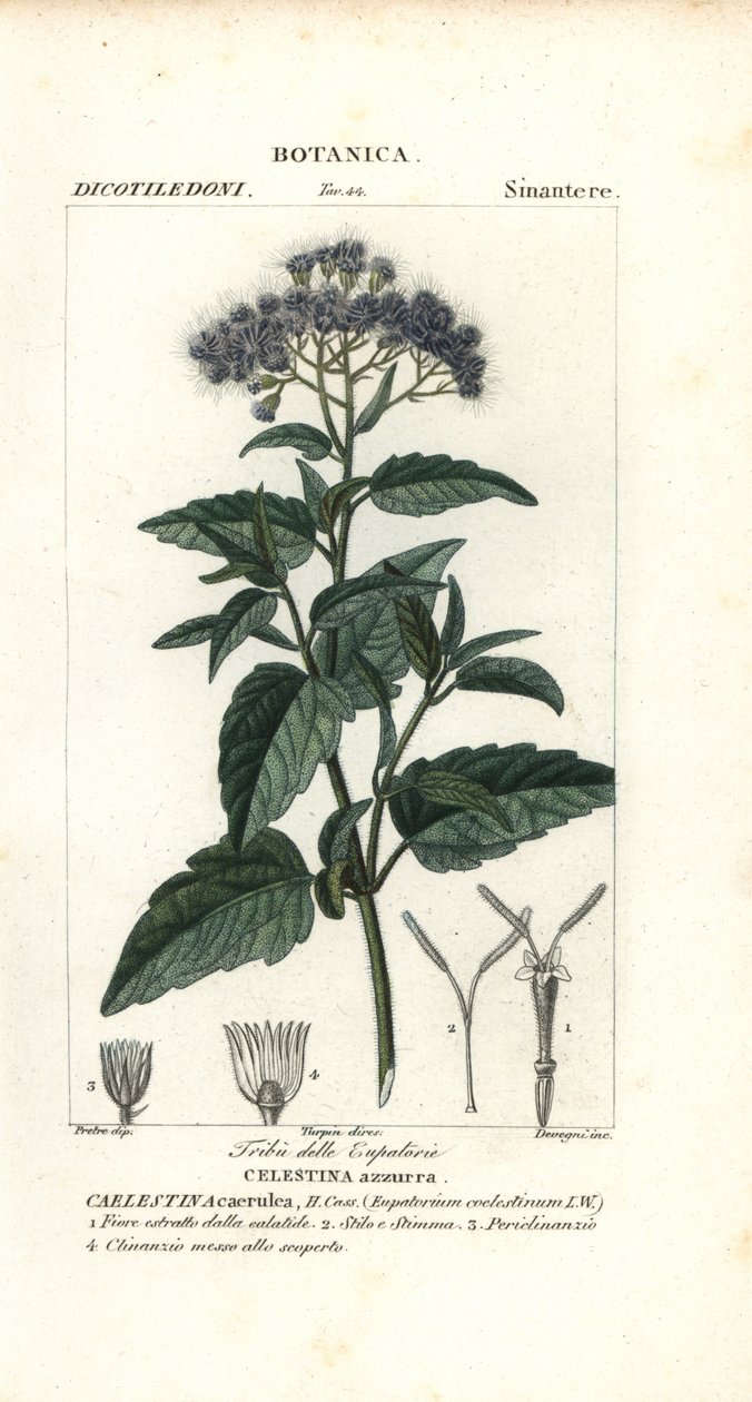 ضباب الفراشة ، Ageratum corymbosum بواسطة كورسي كورسي
