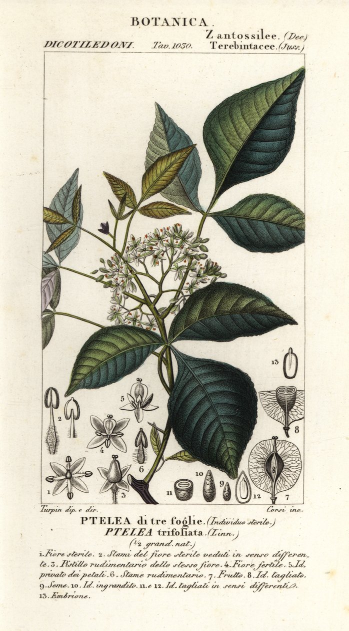 hoptree مشترك ، Ptelea trifoliata ، ثلاث أوراق ptelea بواسطة كورسي كورسي