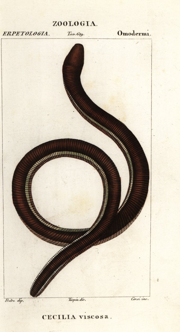 الثعبان الأصفر الشائع ، Ichthyophis glutinosus بواسطة كورسي كورسي