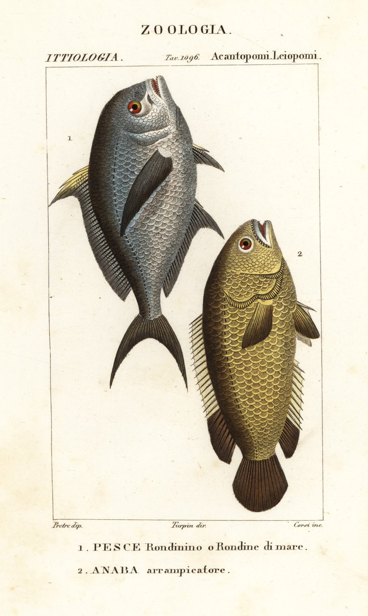 Damselfish ، Chromis chromis 1 ، وجثم التسلق ، Anabas testudineus 2 بواسطة كورسي كورسي