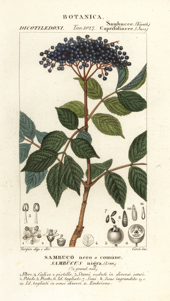 الخمان الأسود الأوروبي ، Sambucus nigra ، الأسود أو البلسان الشائع بواسطة كورسي كورسي