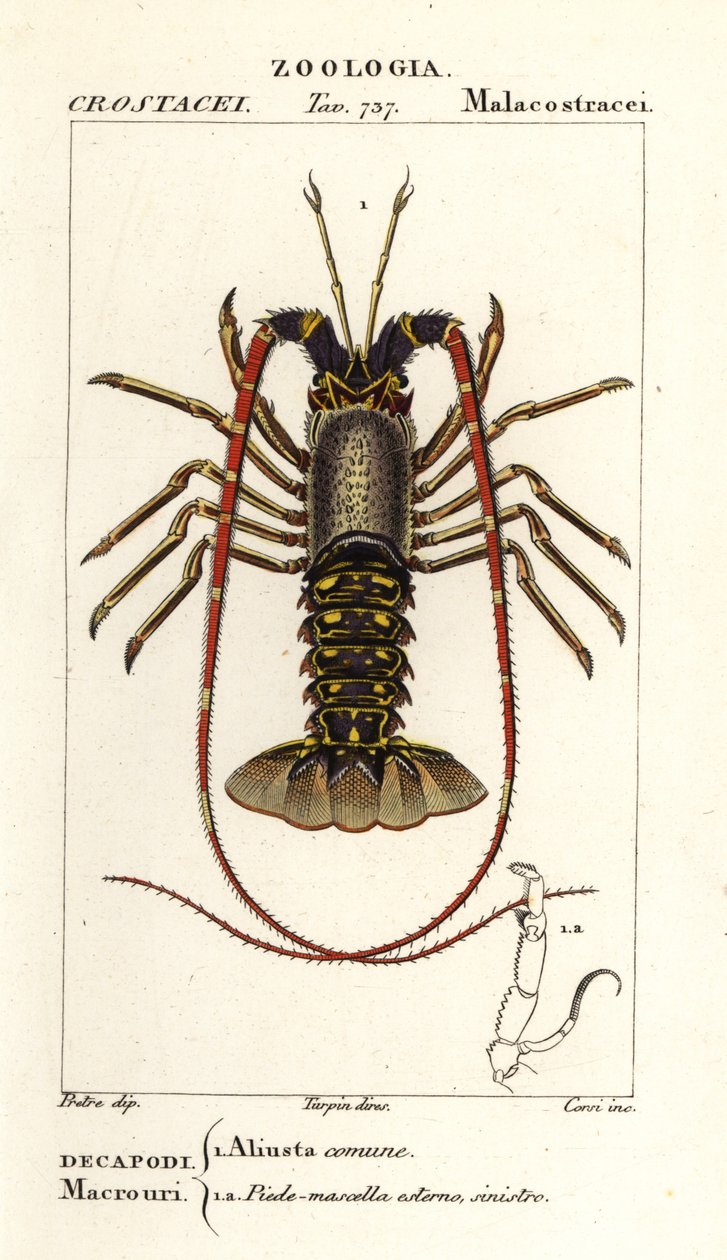 جراد البحر الشوكي الأوروبي ، Palinurus elephas بواسطة كورسي كورسي