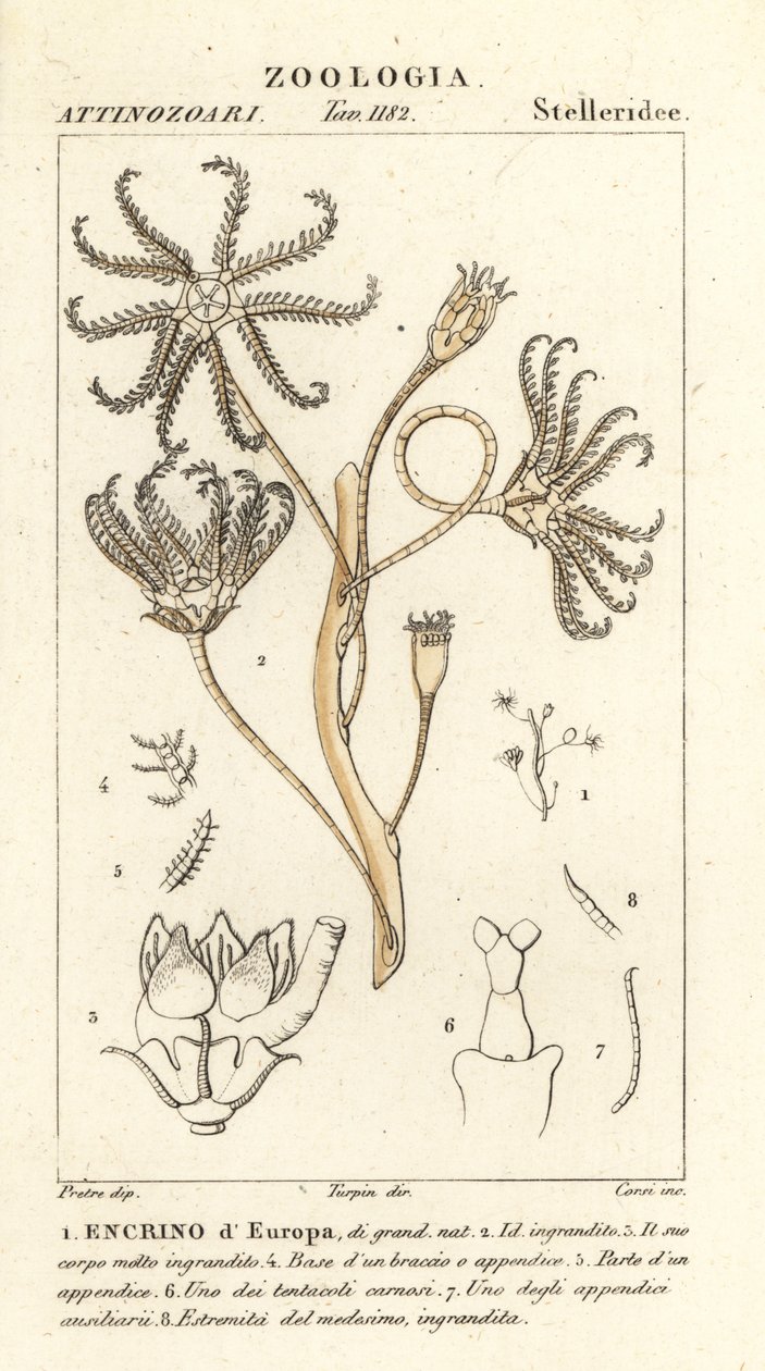 انقرضت crinoid Encrinus ، Encrino d Europa بواسطة كورسي كورسي