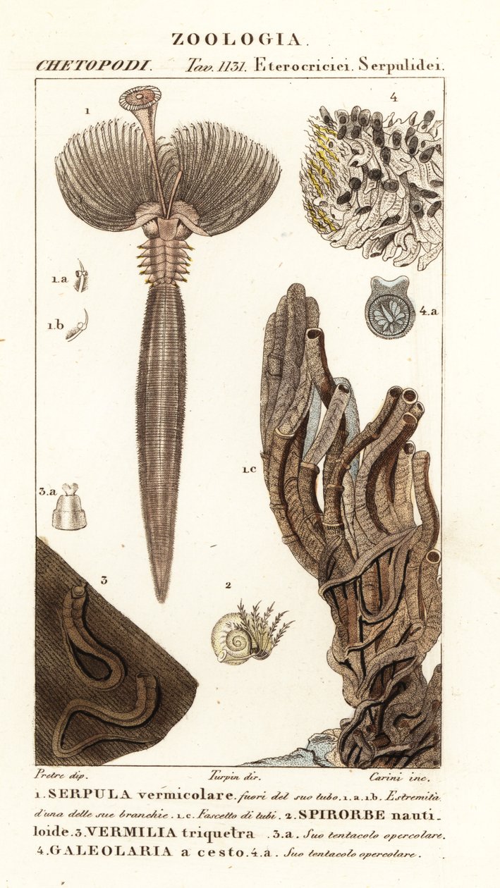 دودة المروحة ، Serpula vermicularis 1 ، الدودة متعددة الأشواك ، Spirorbis corrugatus 2 ، الدودة الحلقيّة المبنية للأنبوب ، Spirobranchus triqueter 3 و Galeolaria caespitosa 4 بواسطة كورسي كورسي