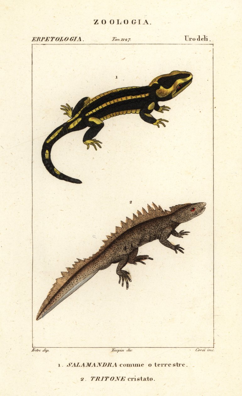 السمندل الناري ، Salamandra salamandra 1 ، والنيوت العظيم المتوج ، Triturus cristatus (المهددة بالانقراض) 2 بواسطة كورسي كورسي