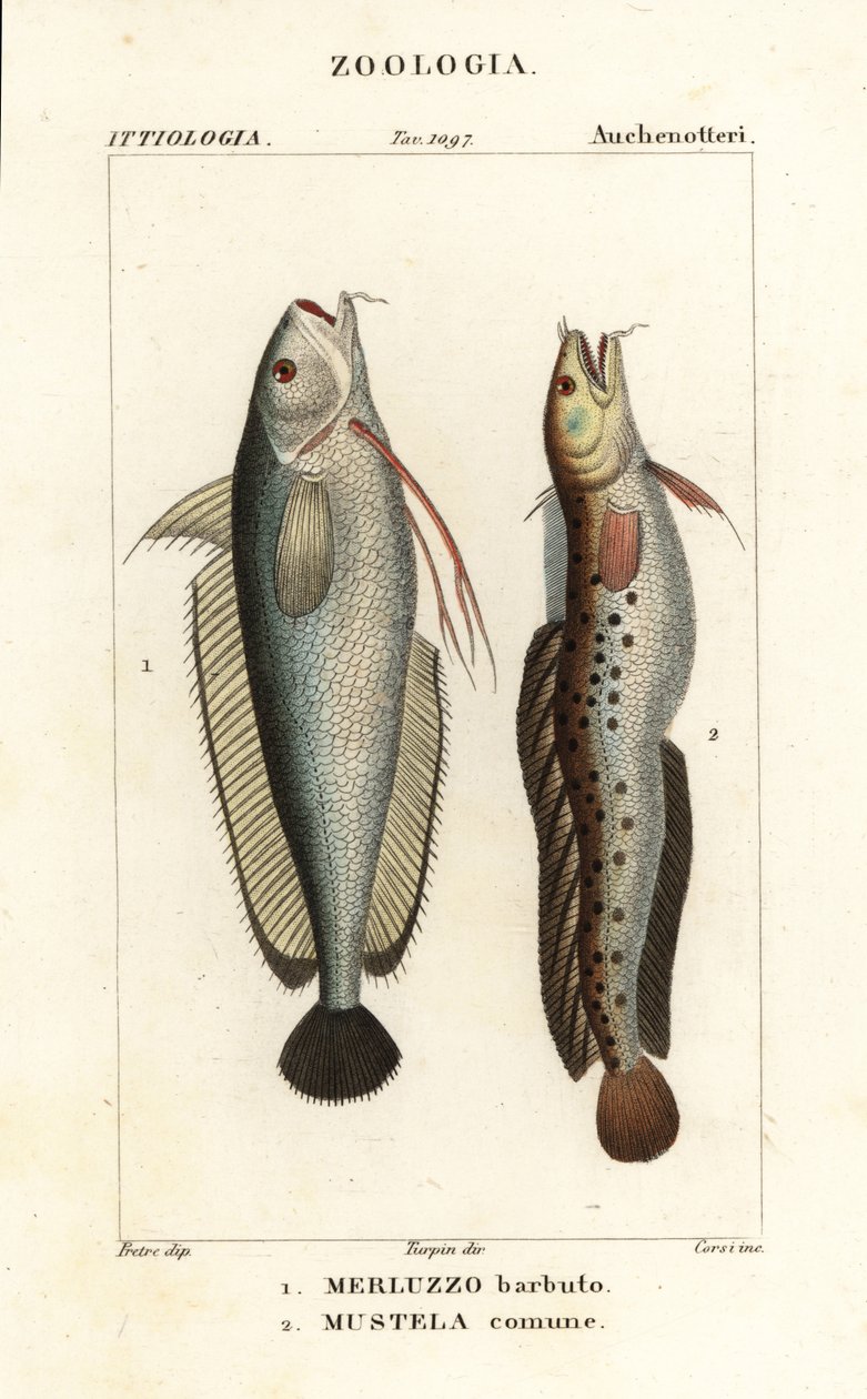 Forkbeard ، Phycis phycis 1 و Fivebeard rockling ، Ciliata mustela بواسطة كورسي كورسي