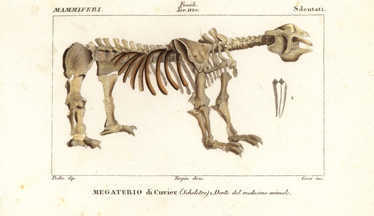 هيكل عظمي أحفوري لكسل الأرض العملاق ، Megatherium americanum بواسطة كورسي كورسي