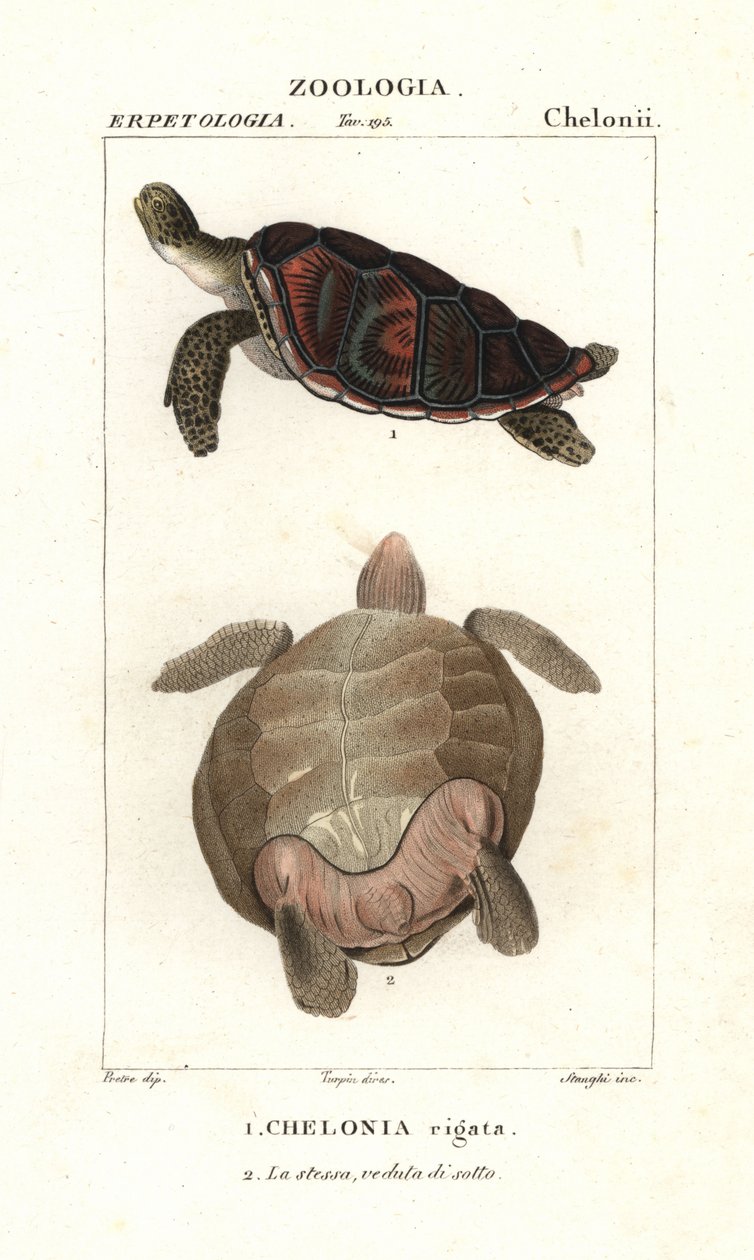 سلحفاة البحر الخضراء Chelonia mydas مهددة بالانقراض بواسطة كورسي كورسي