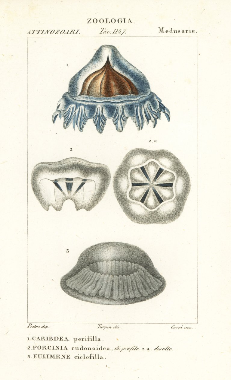 قنديل البحر الخوذة ، Periphylla periphylla 1 ، Phorcynia cudonoidea 2 ، و Eulimene ciclophylla 3 بواسطة كورسي كورسي