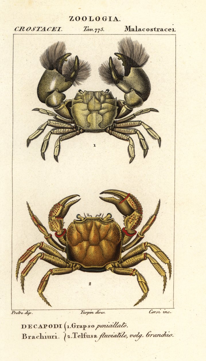 Hemigrapsus penicillatus و Potamon fluviatile بواسطة كورسي كورسي