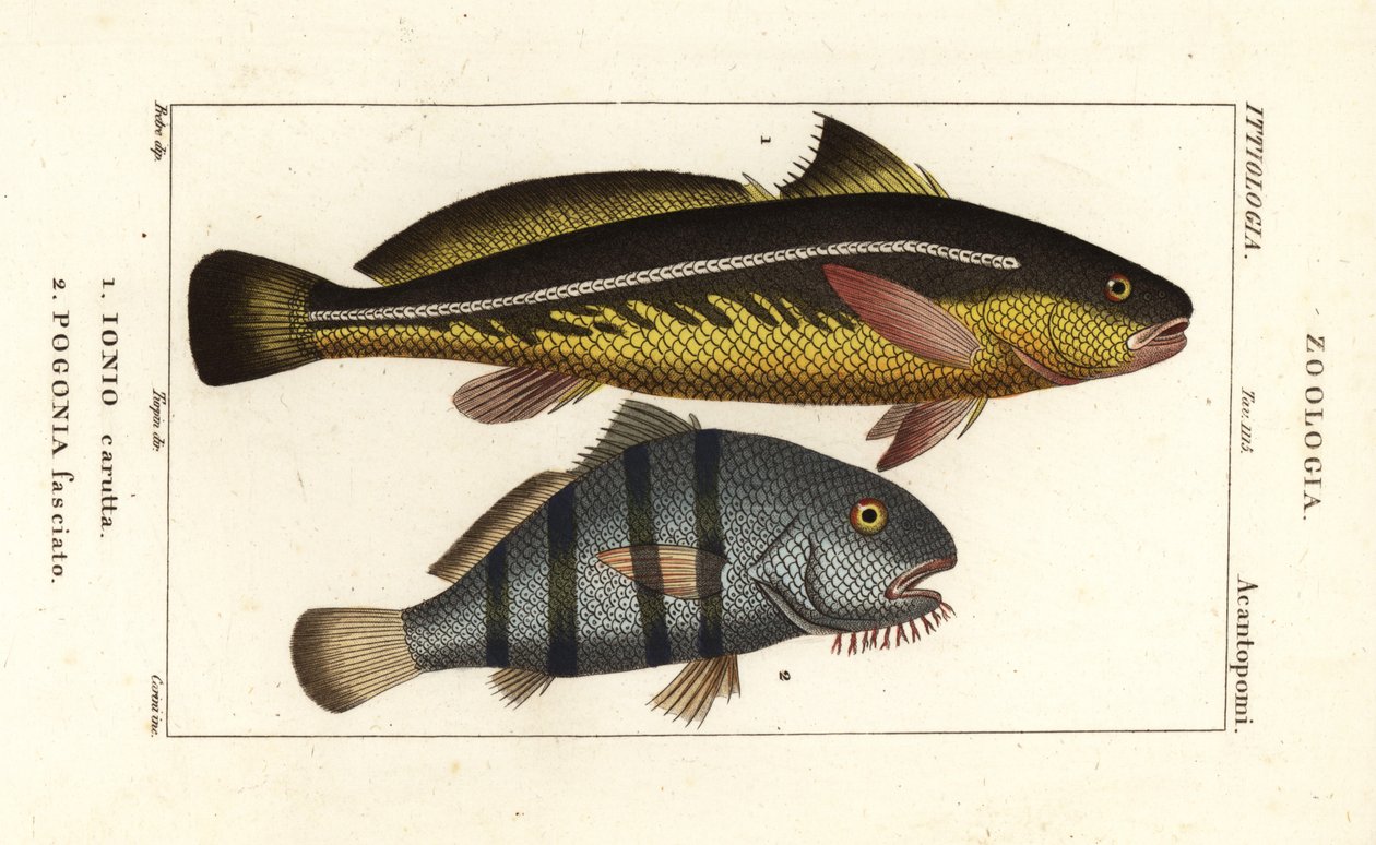 Karut croaker و Johnius carutta و Ionio carutta 1 و Black Drum و Pogonias cromis و Pogonias fasciatus و Pogonia fasciato 2 بواسطة كورسي كورسي