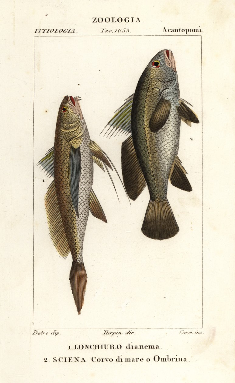 النعاب طويل الذيل، Lonchurus lanceolatus 1 وmeagre، النعاب، القاروص الحجري، سمك الظل، Argyrosomus regius 2 بواسطة كورسي كورسي