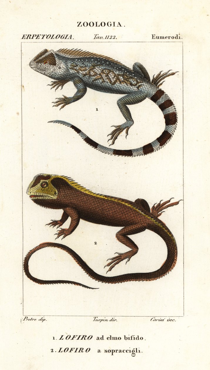 سحلية Lyreshead ، Lyriocephalus scutatus 1 وسحلية الغوص أو Mophead iguana ، Uranoscodon superciliosus 2 بواسطة كورسي كورسي