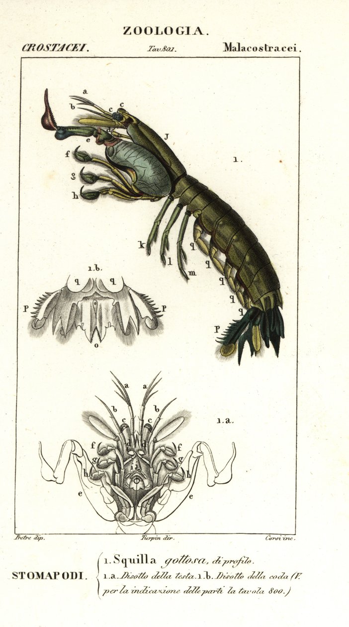 جمبري السرعوف ، Gonodactylus chiragra بواسطة كورسي كورسي