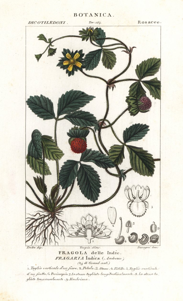 موك الفراولة ، Potentilla indica بواسطة كورسي كورسي