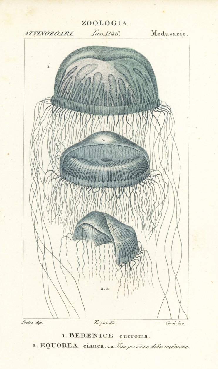 Naked-eye medusa jellyfish و Berenix euchroma 1 و Crystal jelly و Aequorea cyanea 2 بواسطة كورسي كورسي