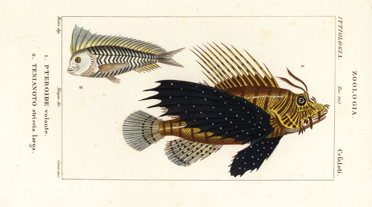 سمك الأسد الأحمر ، Pterois volitans ، Pteroide volante 1 ، و blanquillo الأزرق ، Taenianotus latovittatus ، Tenianoto striata larga 2 بواسطة كورسي كورسي