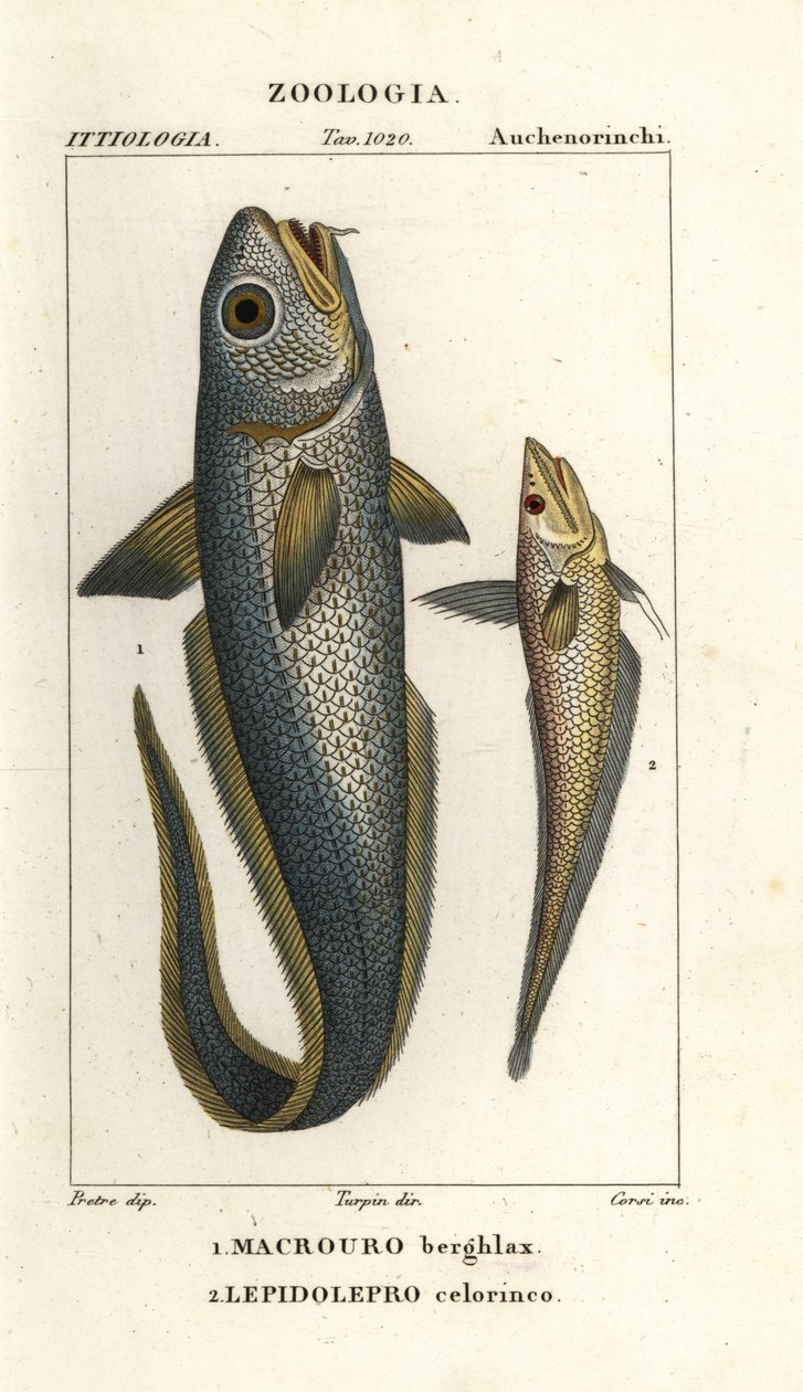 رمانة خشنة الرأس أو رمانة عين بصلية، Macrourus berglax 1 وغرينادير مجوفة الخطم، Coelorhynchus caelorhincus (Lepidoleprus coelorhinchus) 2 بواسطة كورسي كورسي