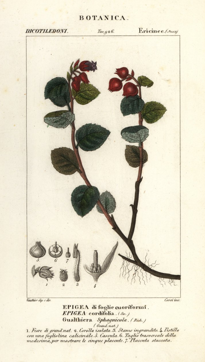 Teaberry ، Gaultheria domingensis بواسطة كورسي كورسي