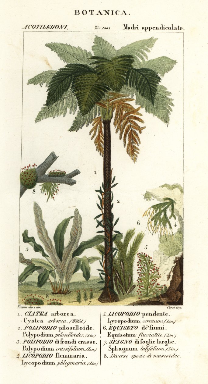 غرب الهند الشجرية ، Cyathea arborea ، كرمة السرخس ، Microgramma piloselloides 2 ، السرخس الرشيق ، Niphidium crassifolium 3 ، الشرابة الخشنة السرخس ، Huperzia phlegmaria 4 ، Staghorn clubmoss ، Lycopodiella cernua 5 ، ذيل الحصان المائي بواسطة كورسي كورسي