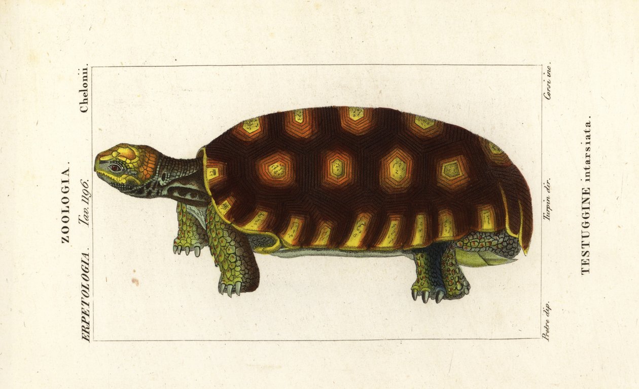 السلحفاة ذات الأرجل الصفراء أو السلحفاة البرازيلية العملاقة ، Chelonoidis denticulatus Testudo tabulata Testuginne intarsiata بواسطة كورسي كورسي