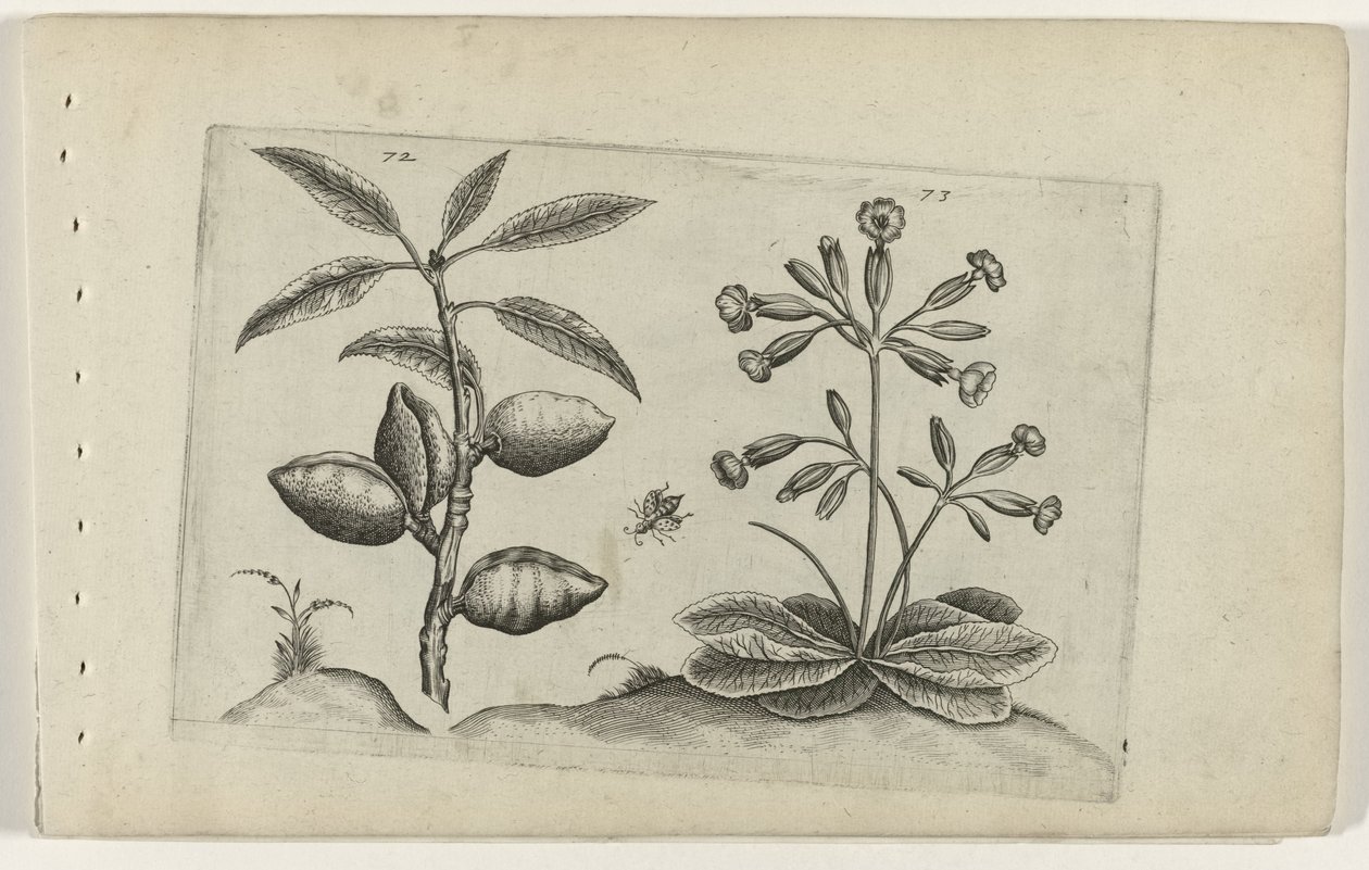 Amandelboom en gulden sleutelbloem تعرف على الزنابق (عنوان المسلسل) بواسطة Crispijn van de Passe (I) (منسوب إلى)