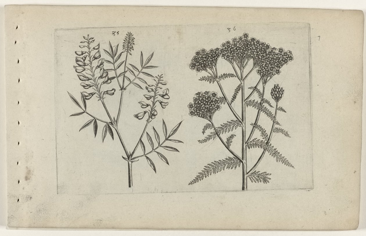 Boswikke en tuizendblad تعرف على الزنابق (عنوان المسلسل) بواسطة Crispijn van de Passe (I) (منسوب إلى)