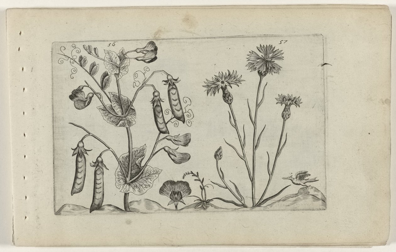 Erwt en korenbloem تعرف على الزنابق (عنوان المسلسل) بواسطة Crispijn van de Passe (I) (منسوب إلى)