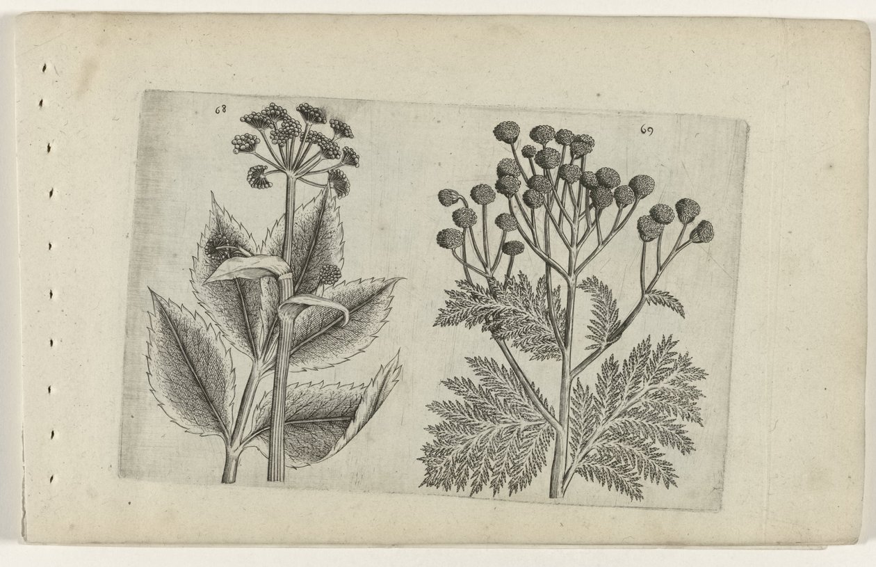 Hertswortel en boerenwormkruid تعرف على الزنابق (عنوان المسلسل) بواسطة Crispijn van de Passe (I) (منسوب إلى)
