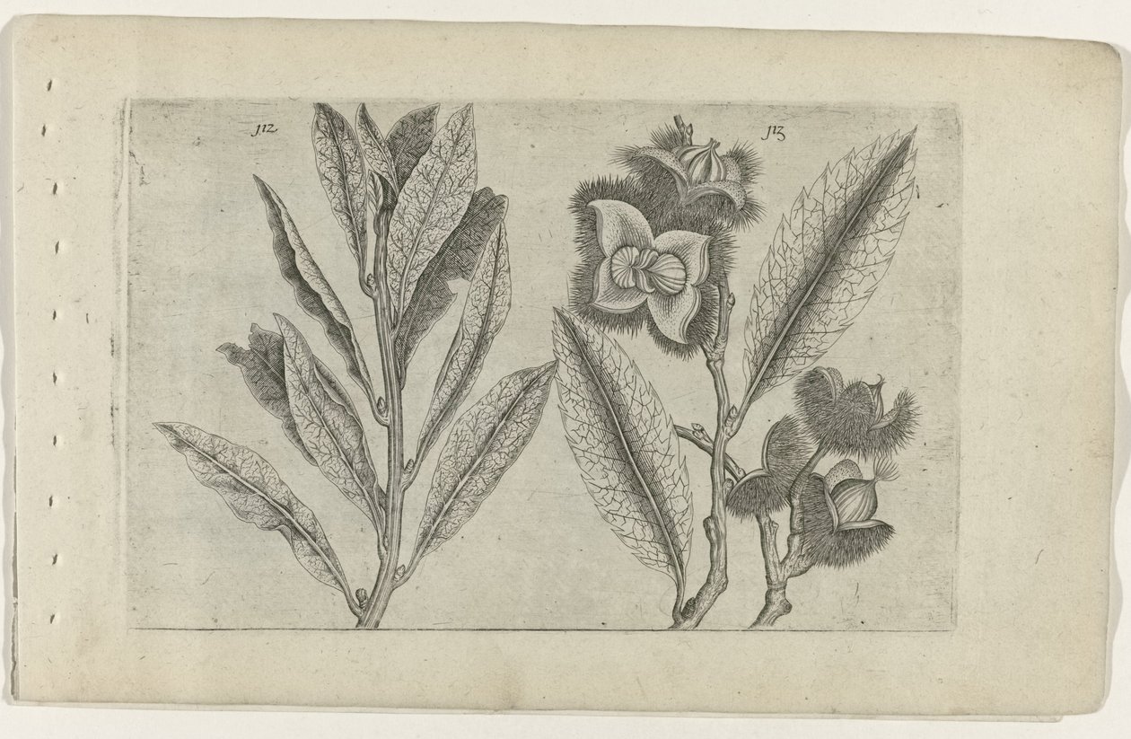 Salie en tamme kastanje تعرف على الزنابق (عنوان المسلسل) بواسطة Crispijn van de Passe (I) (منسوب إلى)