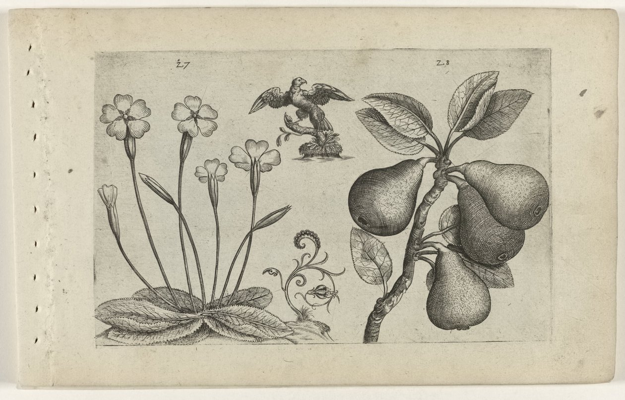 Sleutelbloem أون نظير تعرف على الزنابق (عنوان المسلسل) بواسطة Crispijn van de Passe (I) (منسوب إلى)