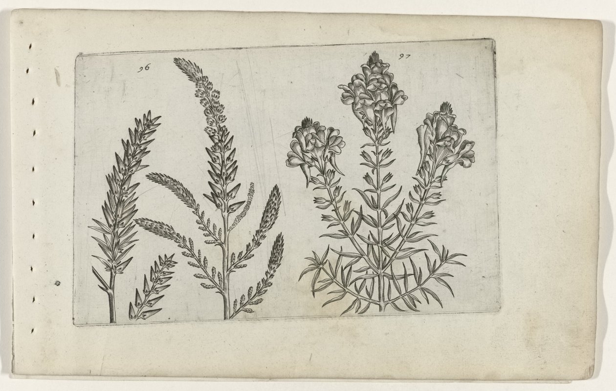 Tamarisk en vlasbekje تعرف على الزنابق (عنوان المسلسل) بواسطة Crispijn van de Passe (I) (منسوب إلى)