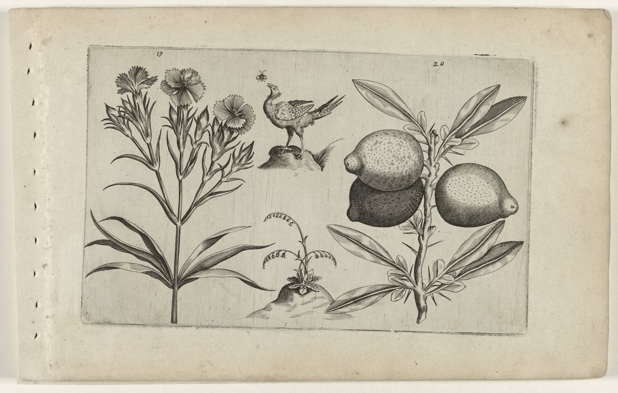 Tuinanjer en citroen تعرف على الزنابق (عنوان المسلسل) بواسطة Crispijn van de Passe (I) (منسوب إلى)