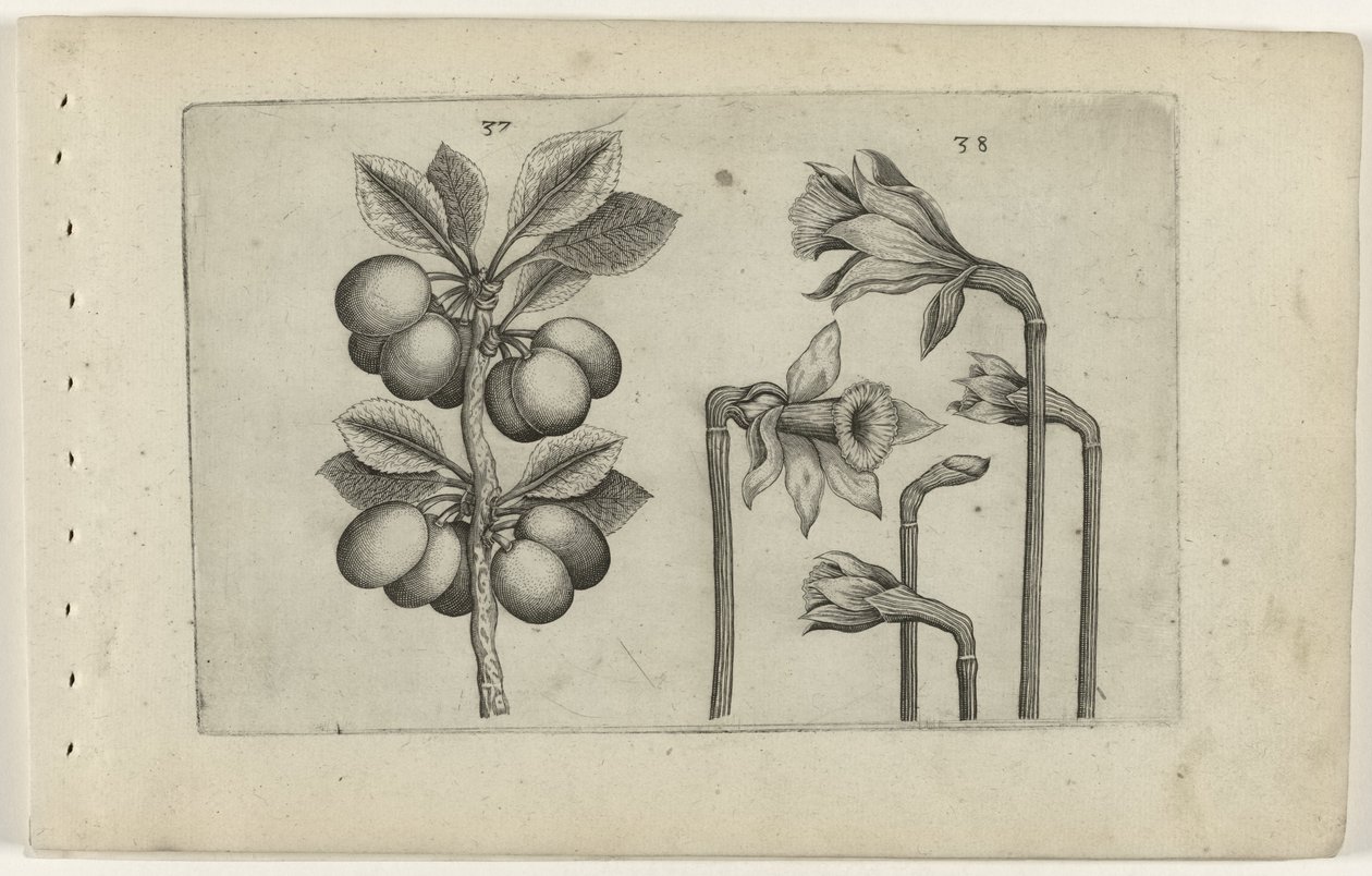 Zure kers en wilde narcissus تعرف على الزنابق (عنوان المسلسل) بواسطة Crispijn van de Passe (I) (منسوب إلى)