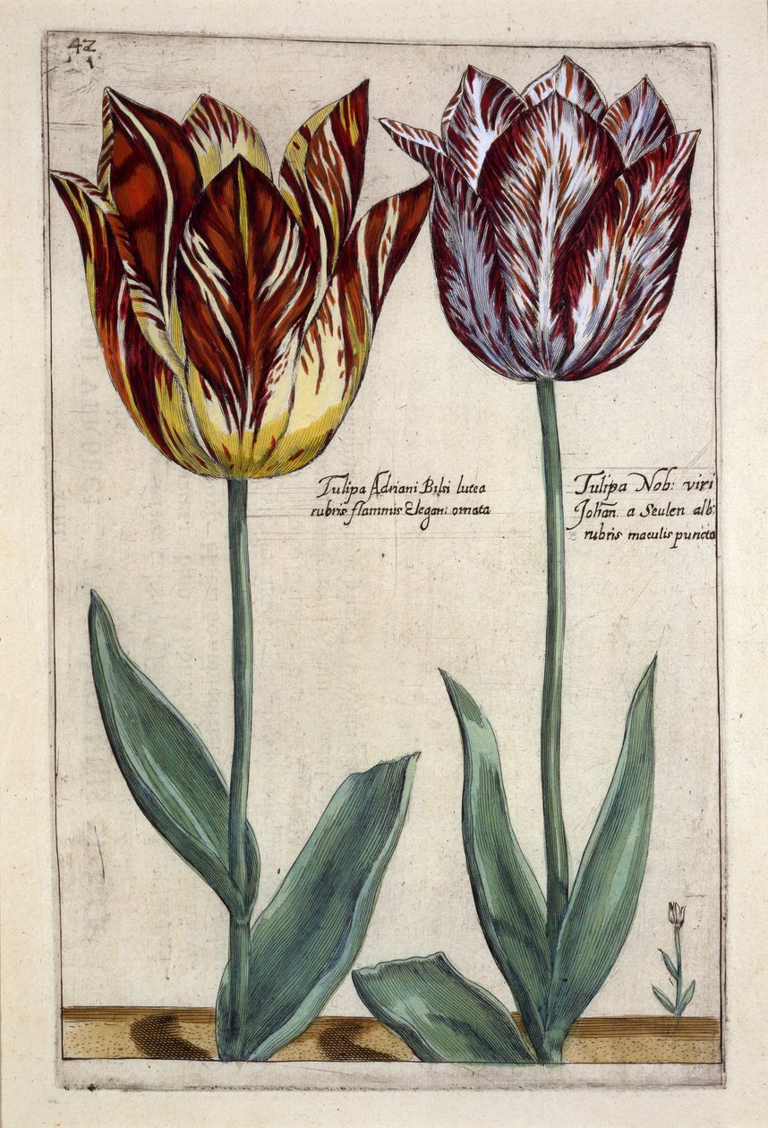 Tulipa Adriani Bilsi و Tulipa Nob viri Johan a Seulen ، من "Hortus Floridus" ، تم نشره في عام 1614 (النقش اليدوي) بواسطة نير كريسبين