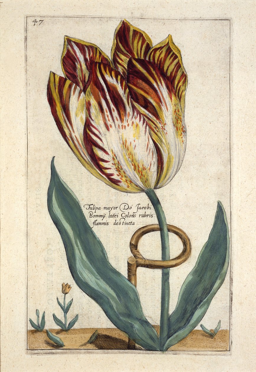 عمدة تيوليبا دو جاكوبي بومي ، اللوحة 47 ، من "Hortus Floridus" نشرت عام 1614 (نقش يدوي) بواسطة نير كريسبين