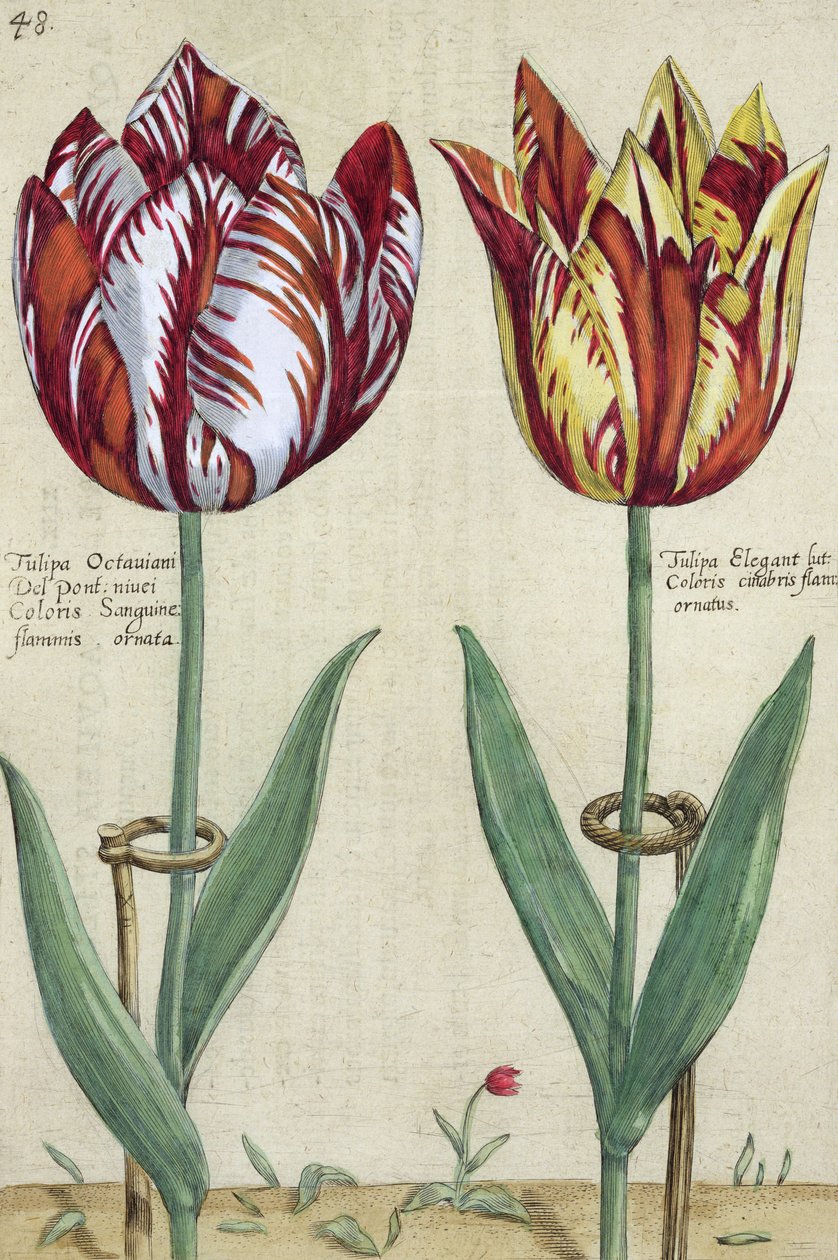 توليب أوكتافيان ديل بونتي ، الراحة والتوليب ، من حديقة Floridus &39;، نشر 1614-15 بواسطة نير كريسبين