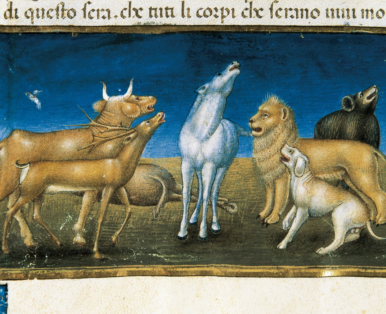 “Stars will fall from the sky before the eyes of animals” (miniature) Miniature by Cristoforo De Predis (1440-1486) بواسطة كريستوفورو دي بريديس