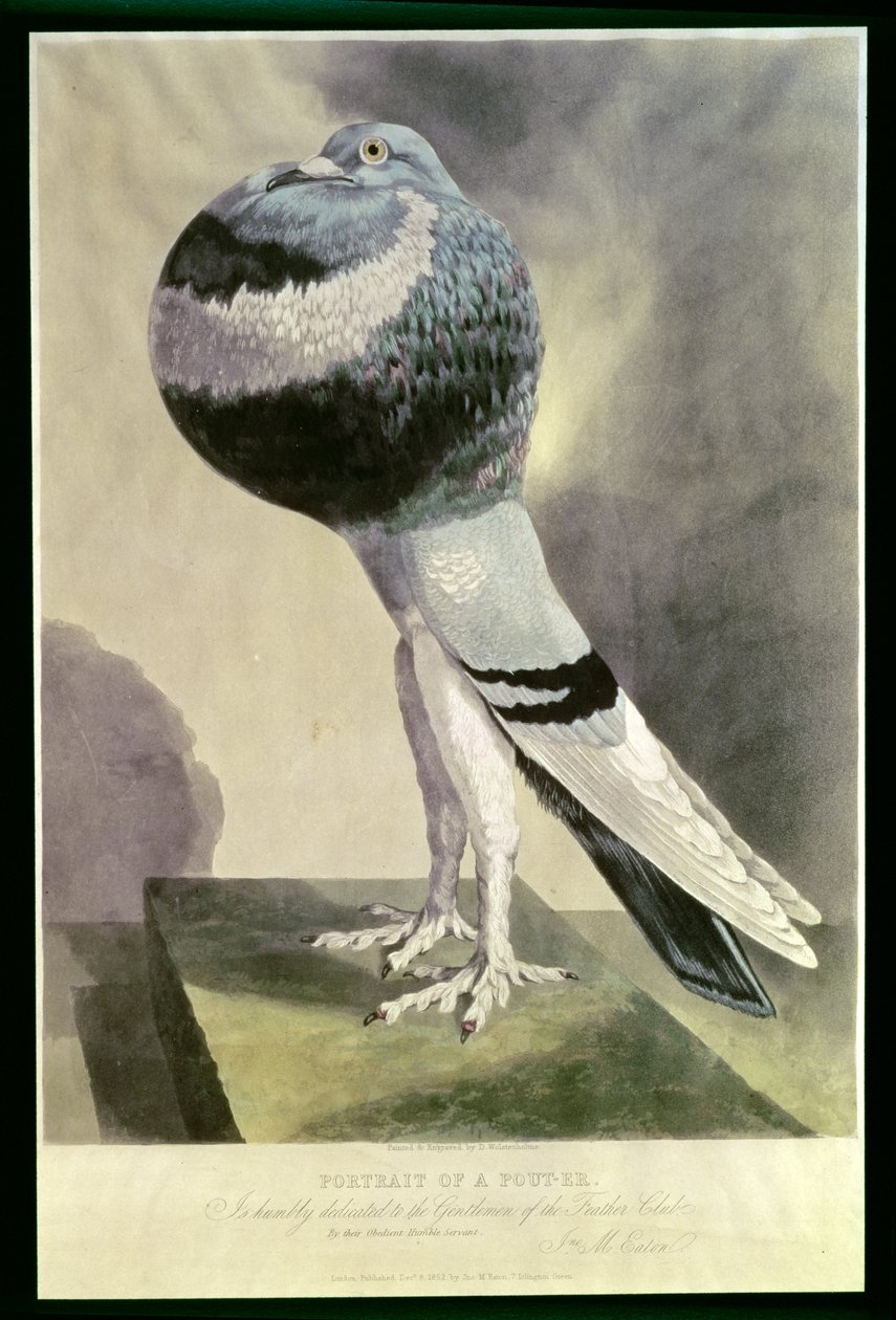 صورة الحمام Pouter بواسطة D. Wolsenholme