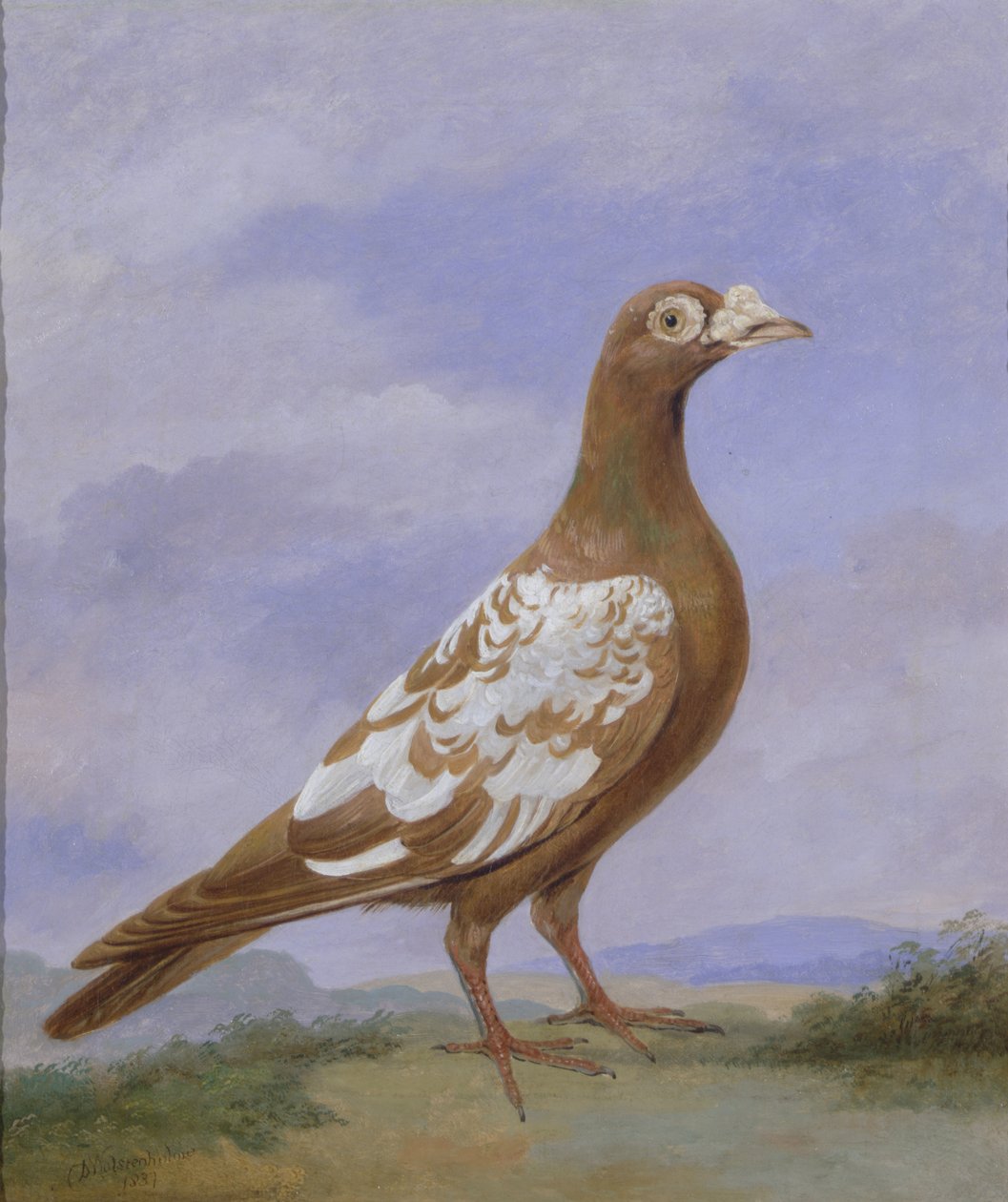 حمامة حمامة حمراء بواسطة D. الأصغر Wolstenholme